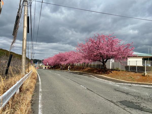河津桜の状況（サン・スポーツランド） - 添田町公式ホームページ